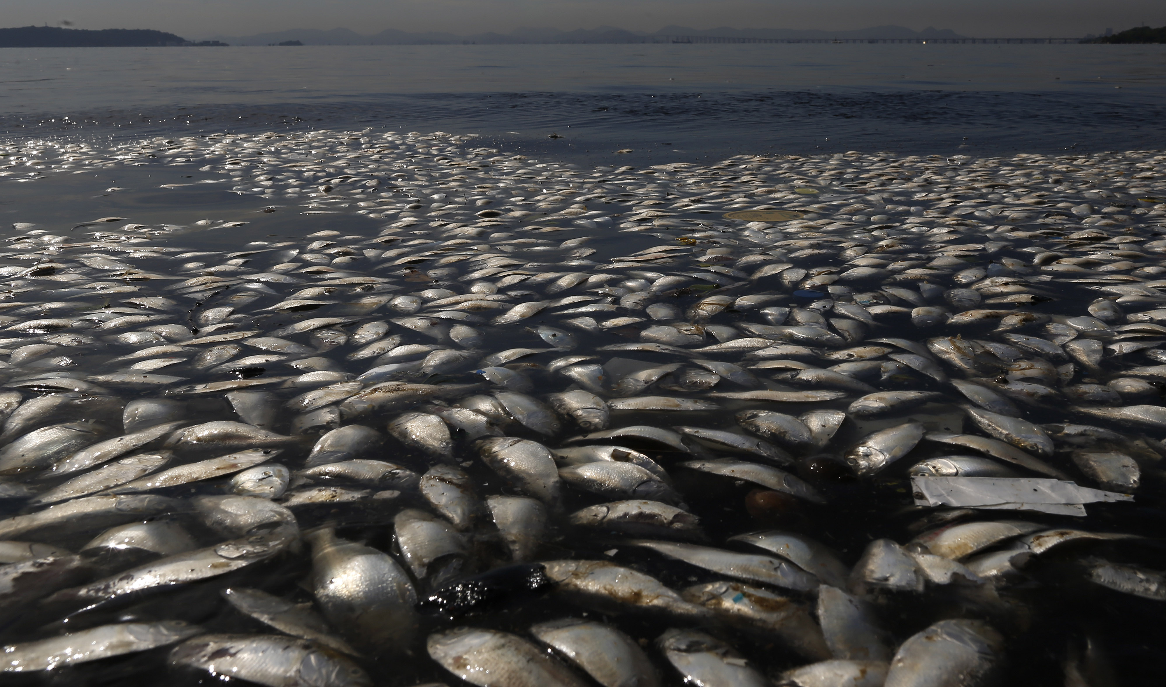 Rio Officials Probe Source Of Fish Die off In Olympic Waters The 