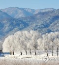 Hoarfrost blankets trees and grass along Paro Lake in Yanggu, about 175 kilometers northeast of Seoul, on Dec. 16, 2022, amid a cold wave. (Yonhap)