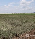 Rice plants wither in paddies in Iksan, 170 kilometers south of Seoul, due to days of heavy rain followed by a heat wave on July 19, 2023. (Yonhap)