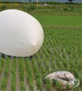 This file photo, taken June 10, 2024, shows a balloon carrying trash sent by North Korea in a rice paddy in Incheon, just west of Seoul. (Yonhap)