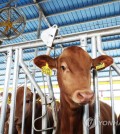 This file photo taken July 3, 2023, shows a cattle farm in Anseong, some 65 kilometers south of Seoul. (Yonhap)